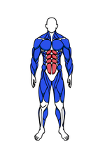 Abs muscle group