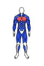 Chest muscle group