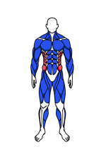 Core muscle group