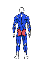 Glutes muscle group