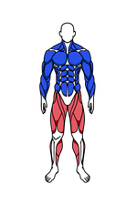 Legs muscle group